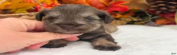 Miniature Schnauzer dogs for sale: Lexie Female 1 AKC Light Liver & Tan Mega Coat - Ad 4