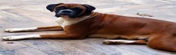 Boxer dogs for sale: Turner - Ad 7