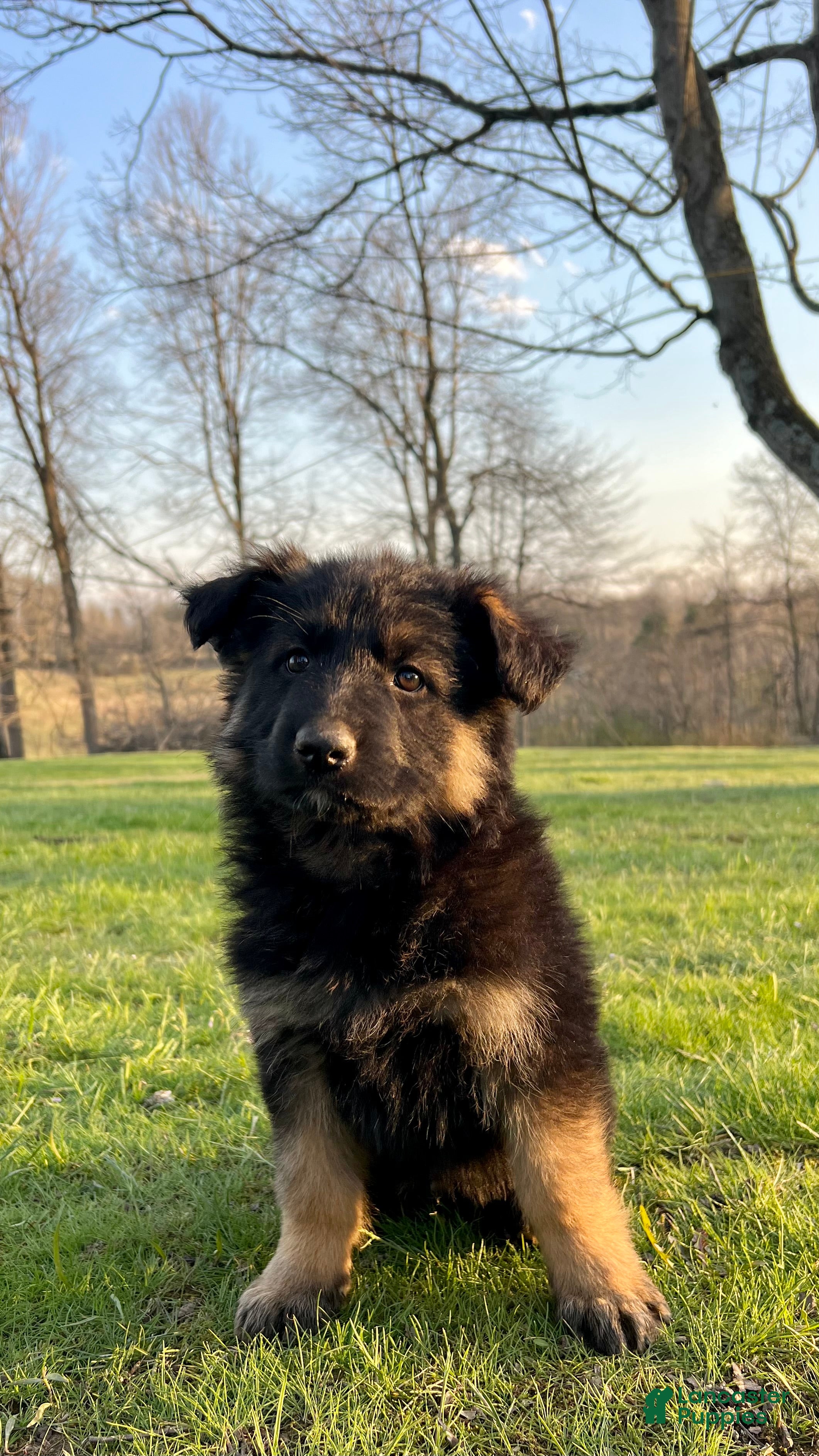 German Shepherd dogs Remington  - Ad 1