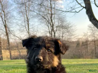 German Shepherd dogs for sale: Remington - Ad 1