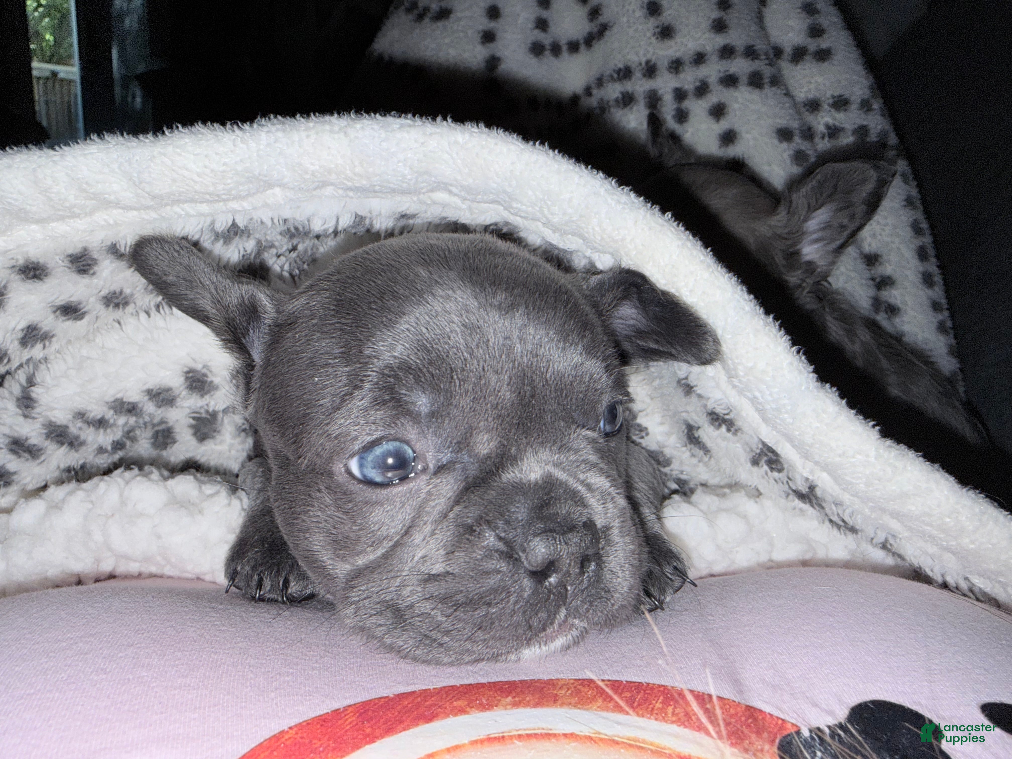 French Bulldog dogs for sale: French Bulldog 3 - Ad 3
