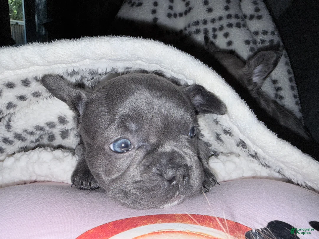 French Bulldog dogs for sale: French Bulldog 3 - Ad 1