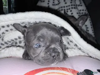 French Bulldog dogs for sale: French Bulldog 3 - Ad 3