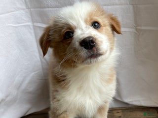 Australian Shepherd dogs Clover - Ad 26