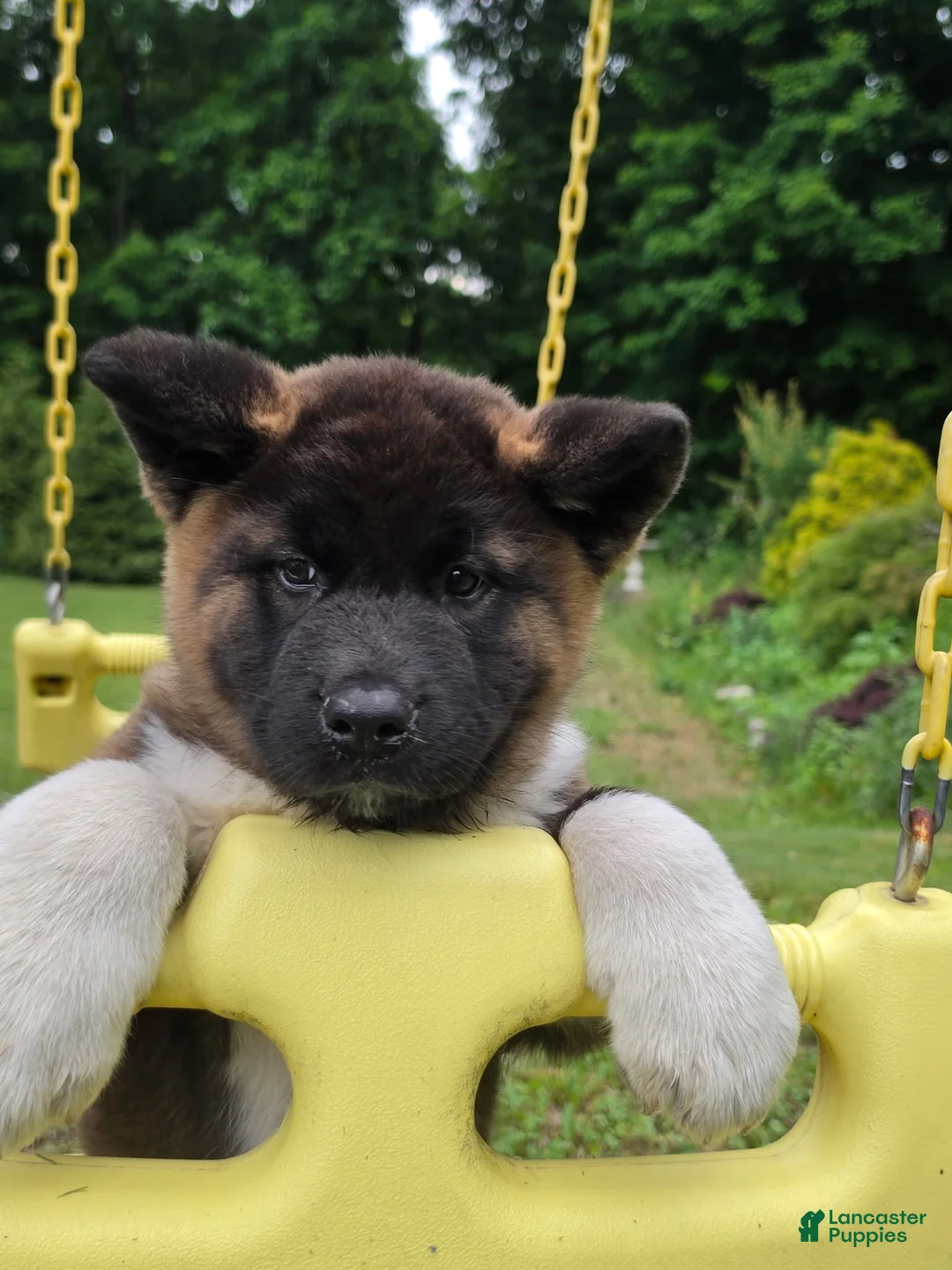 Akita dogs for sale: Donni - Ad 1
