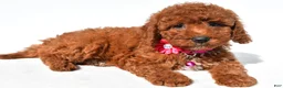 Miniature Poodle dogs for sale: Connie - Ad 1