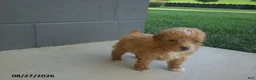 Yorkiepoo dogs for sale: Gene - Ad 6