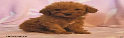 Mini Goldendoodle dogs for sale: Lily - Ad 2