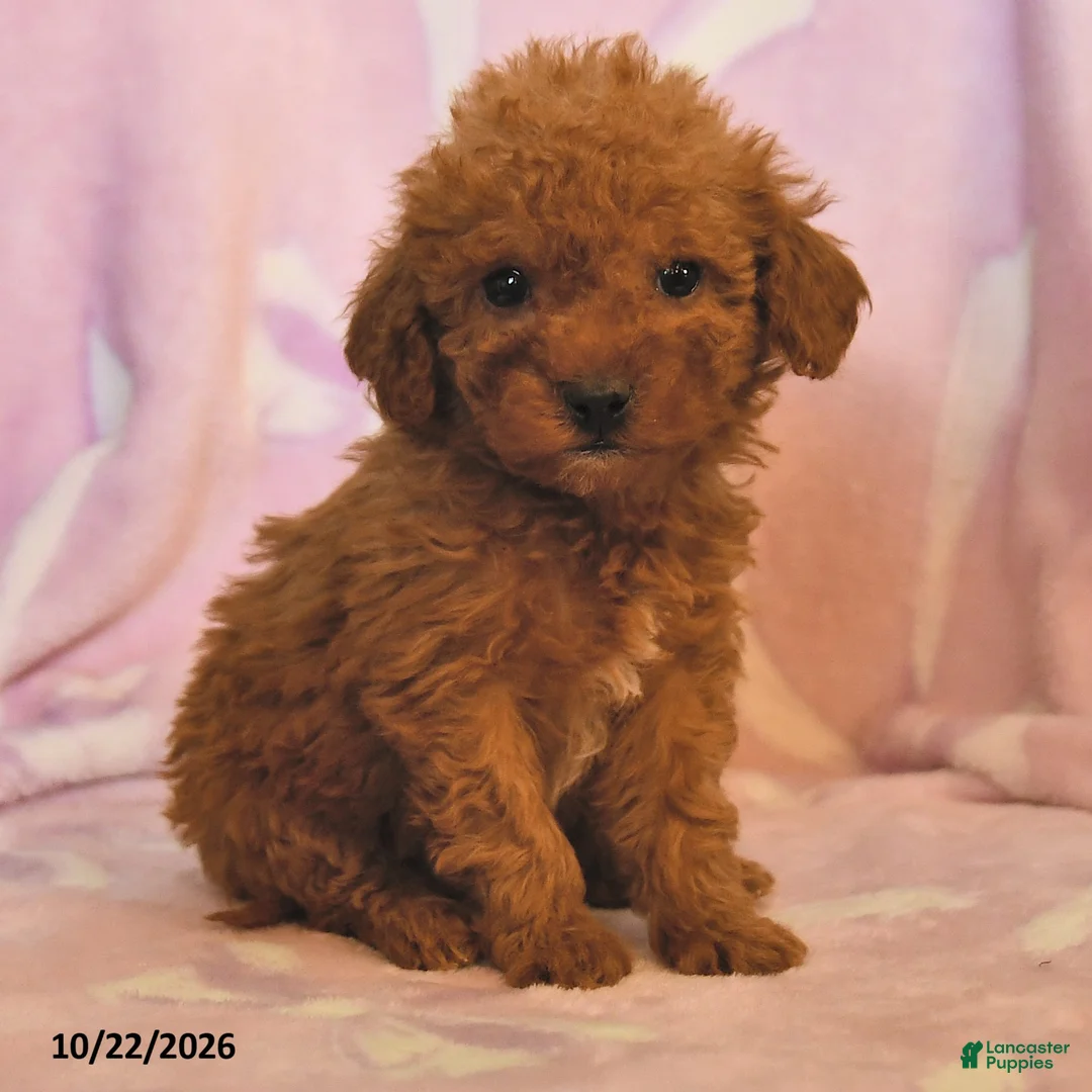 Mini Goldendoodle dogs for sale: Lily - Ad 2