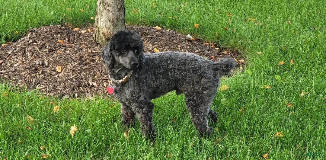 Miniature Poodle dogs for sale: Miniature Poodle Puppy 1 - Ad 3