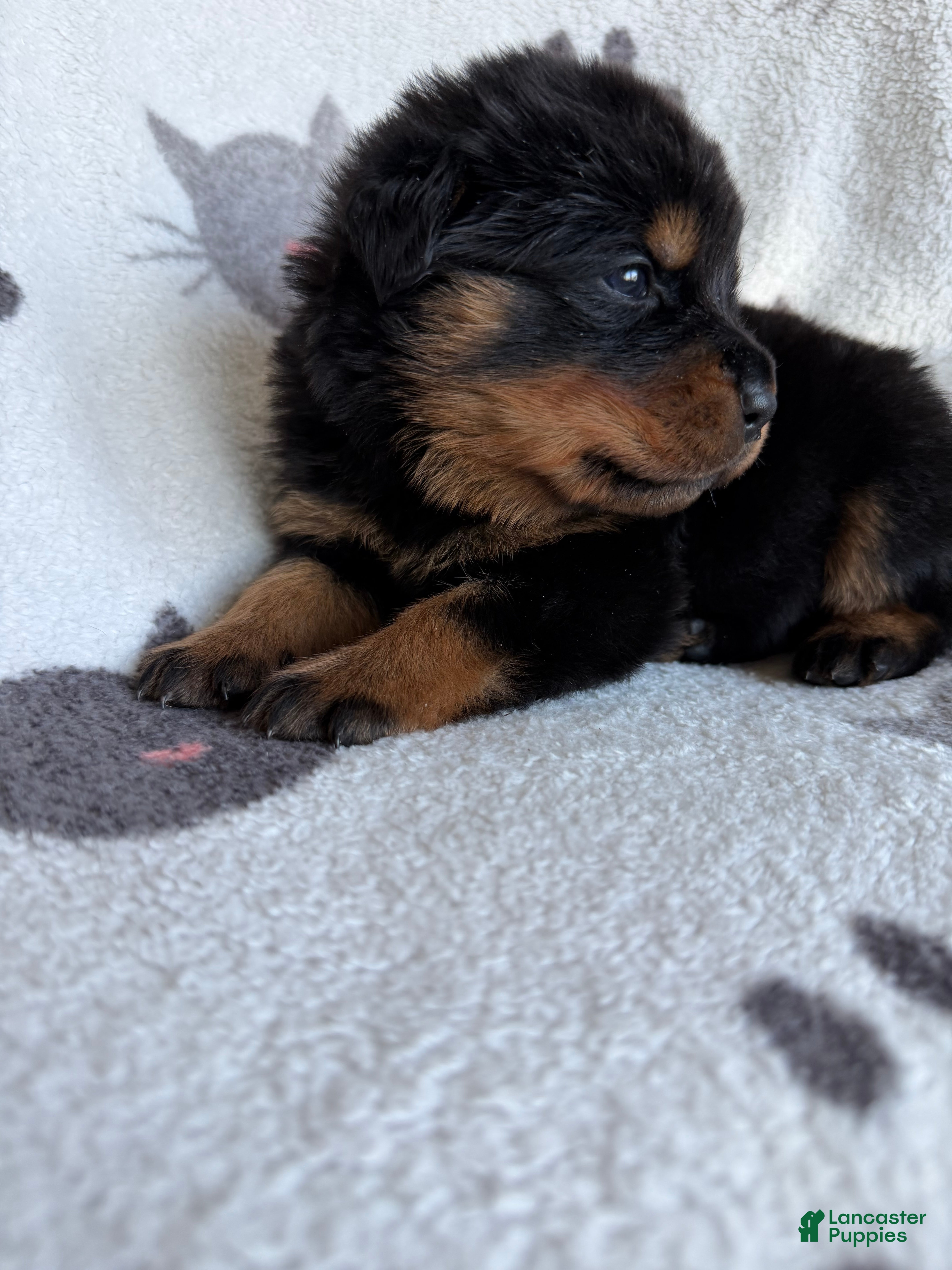 Rottweiler dogs Rocky - Ad 1