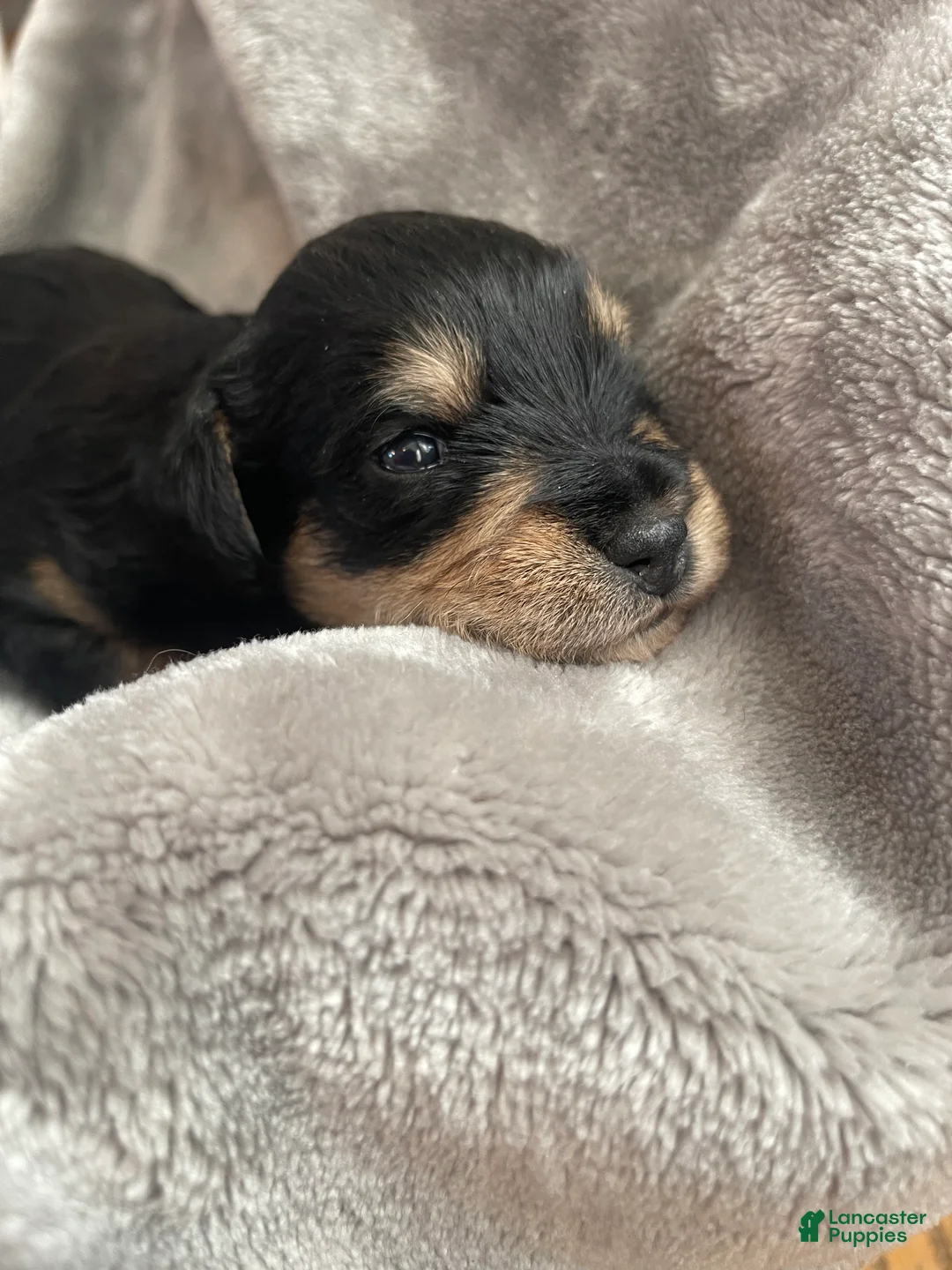 Miniature Schnauzer dogs for sale: Miniature Schnauzer Puppy 3 - Ad 1