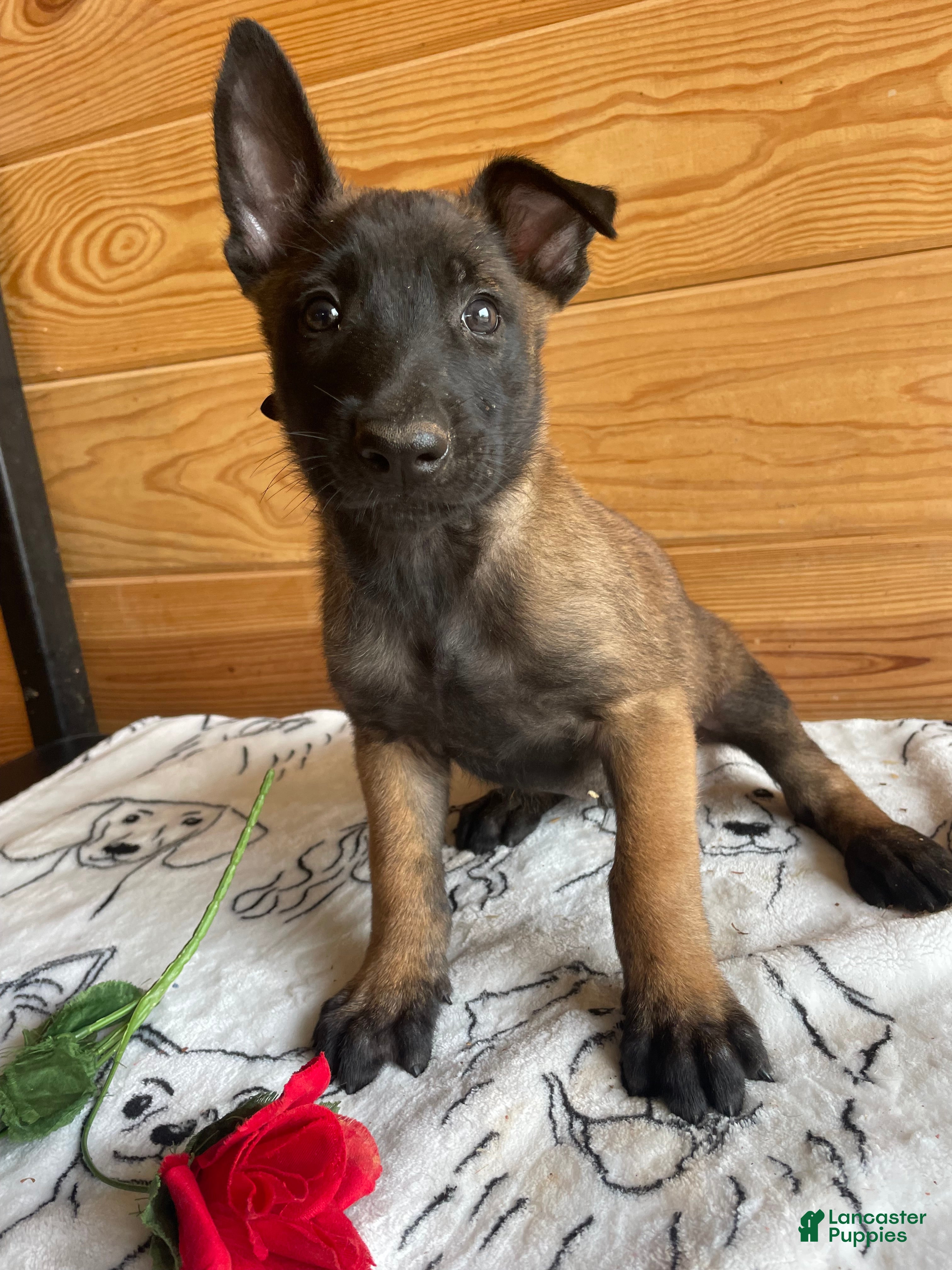 Belgian Malinois dogs Maverick - Ad 33