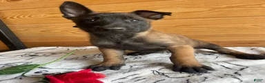 Maverick