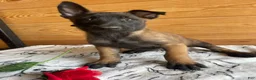 Belgian Malinois dogs for sale: Maverick - Ad 1