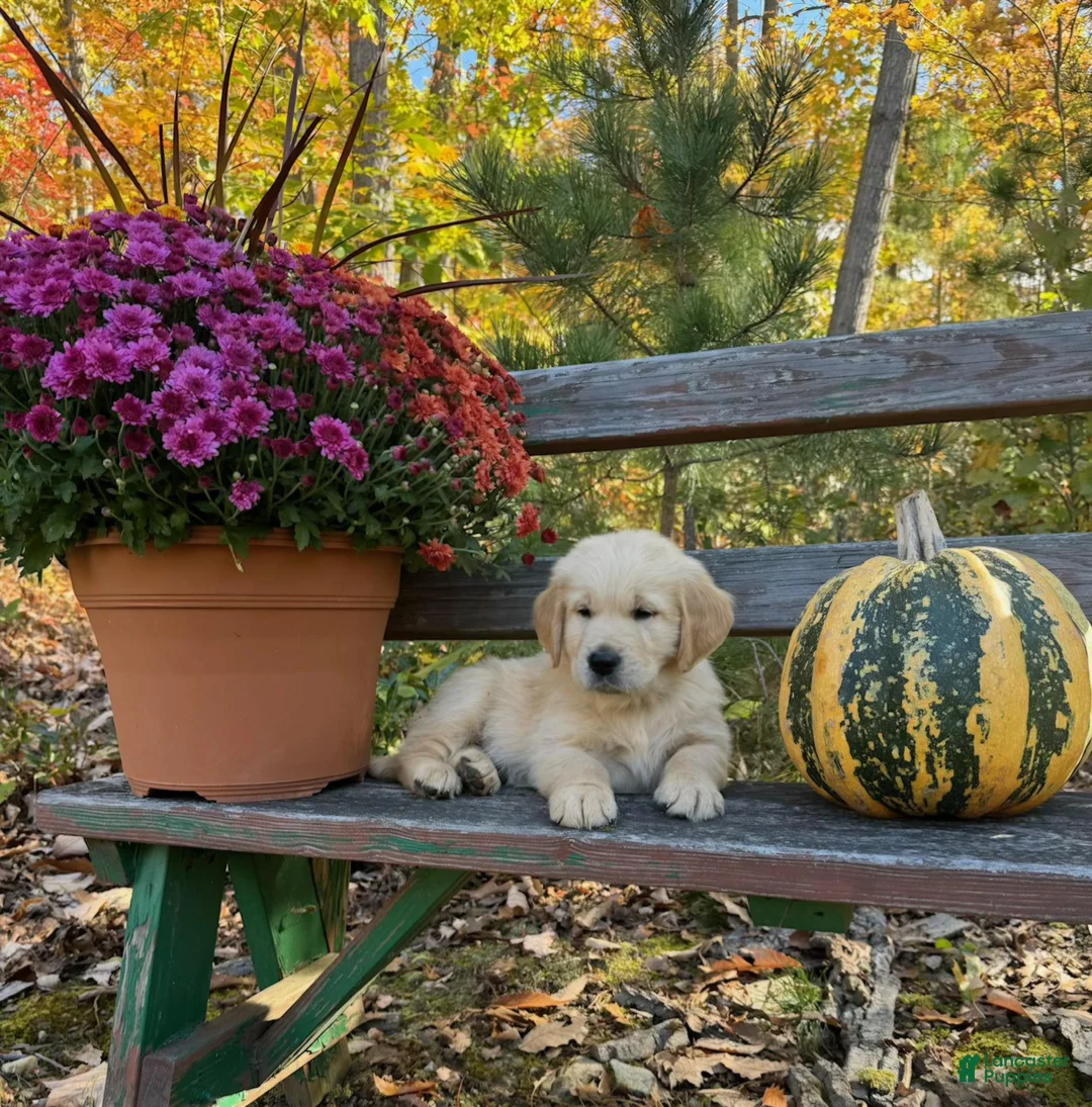 Golden Retriever dogs for sale: Michael - Ad 1