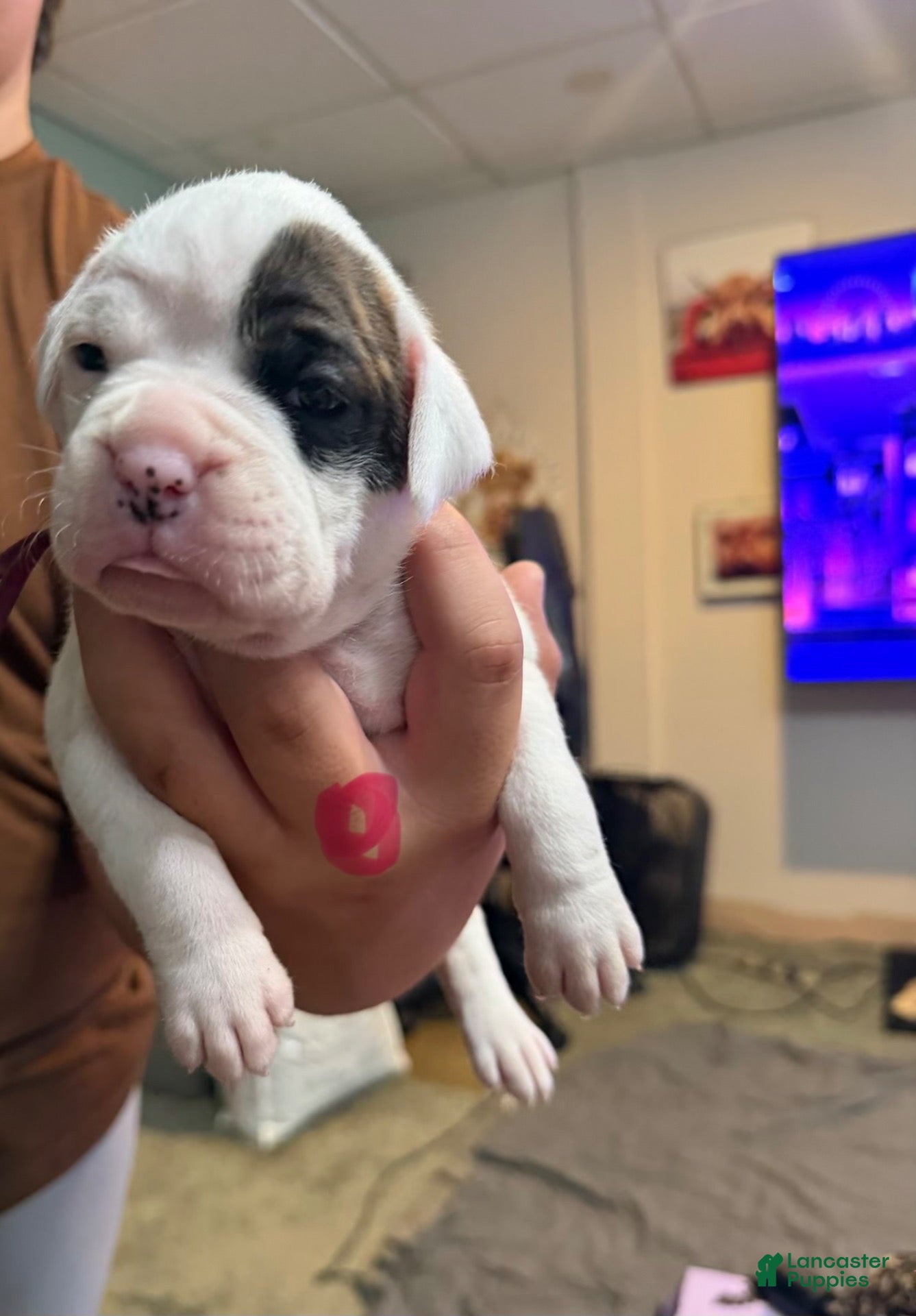 Boxer