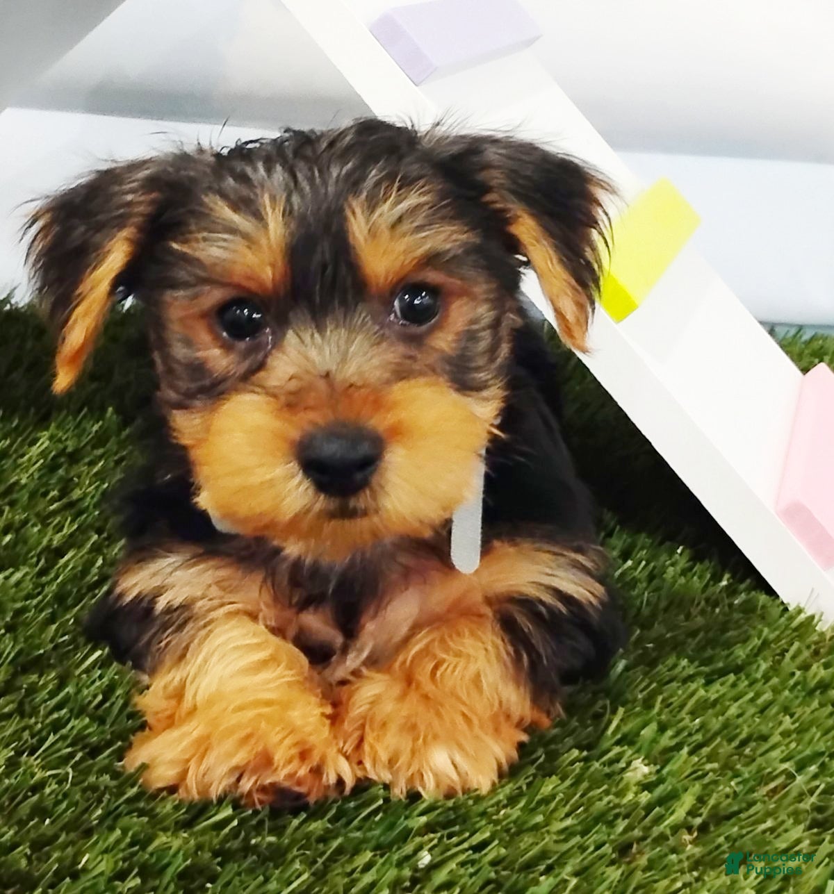 Yorkshire Terrier dogs Elmo - Ad 2