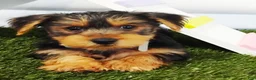Yorkshire Terrier dogs for sale: Elmo - Ad 2
