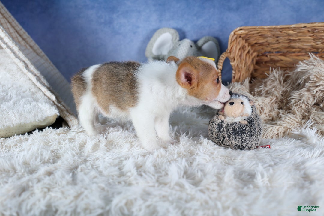 Welsh Corgi Pembroke dogs for sale: Lilly - Ad 8