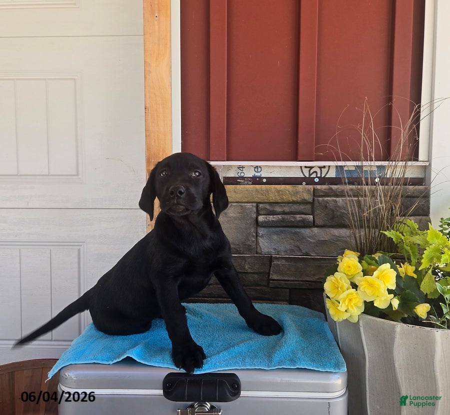 Labrador Retriever dogs Macy - Ad 2