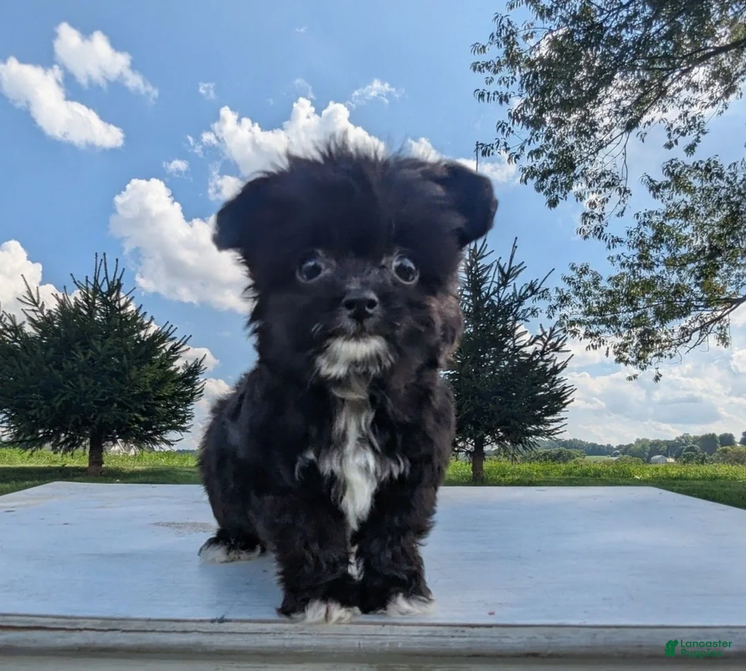 Chipoo dogs for sale: Eric - Ad 12