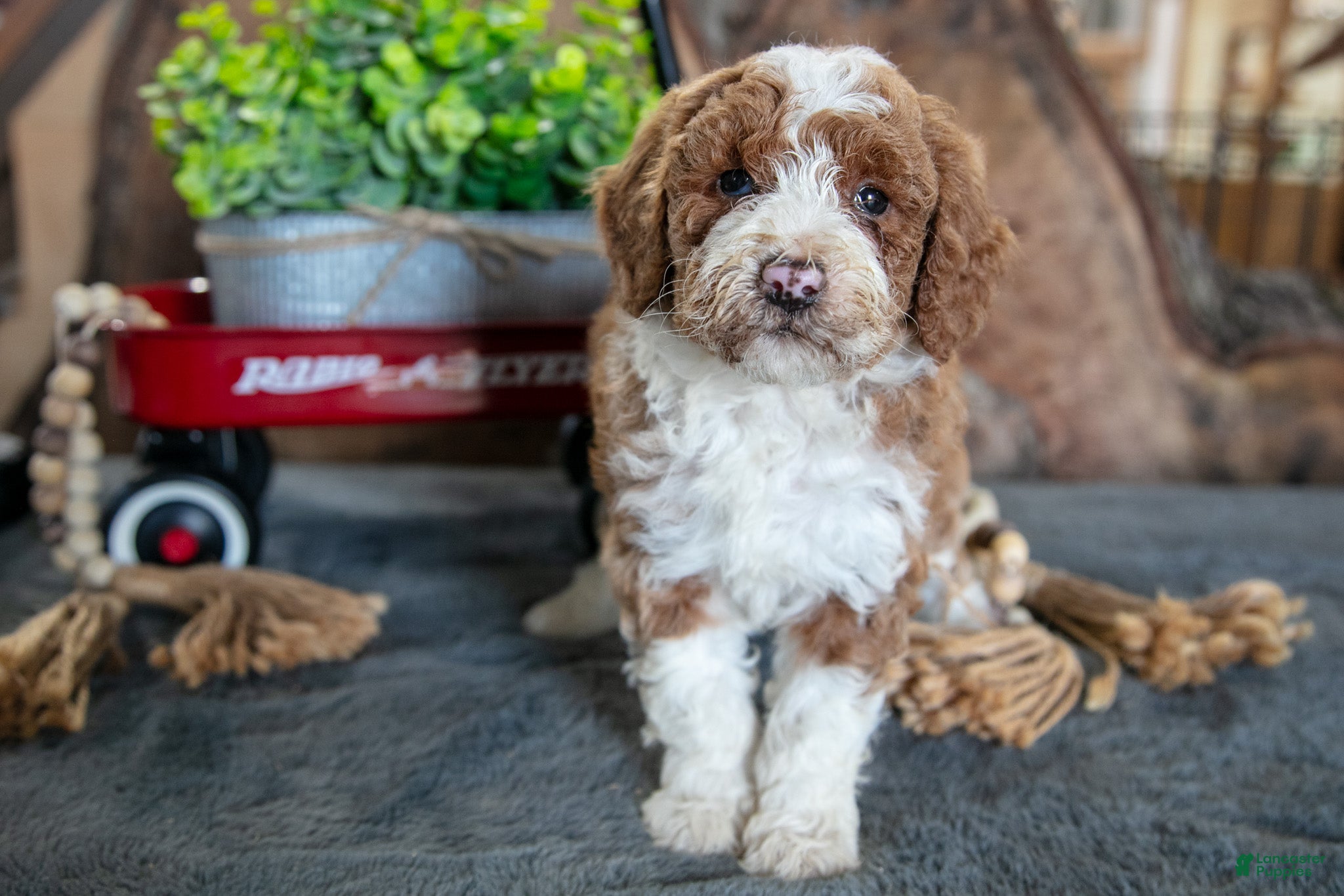 Miniature Poodle dogs Addie - Ad 1