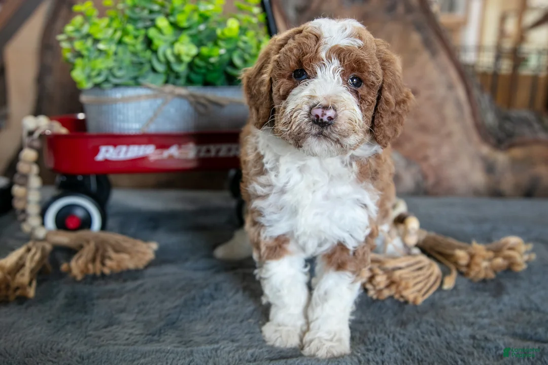 Miniature Poodle dogs for sale: Addie - Ad 1