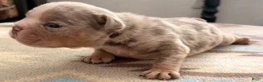 Blue Merle