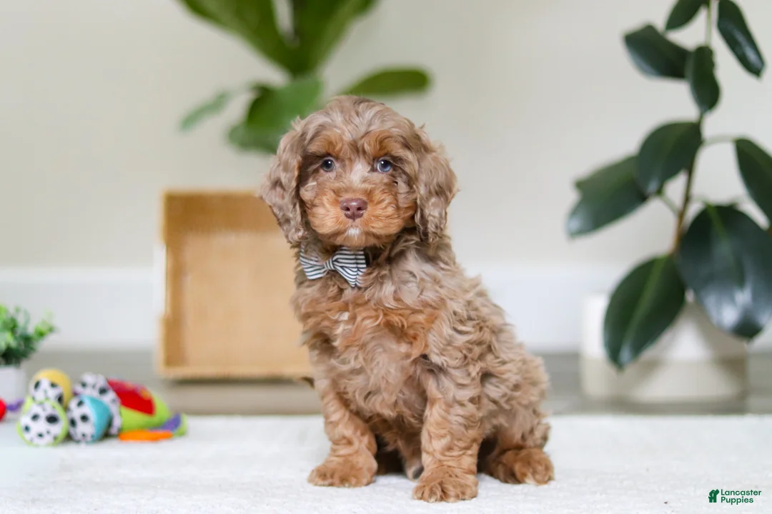 Cockapoo dogs for sale: Ace - Ad 2