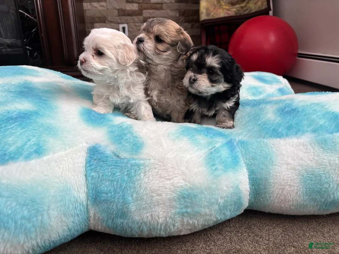 Maltipoo dogs for sale: Maltipoo Puppy 2 - Ad 4