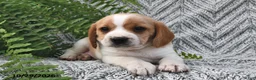 Mixed Breed dogs for sale: Patrick - Ad 3