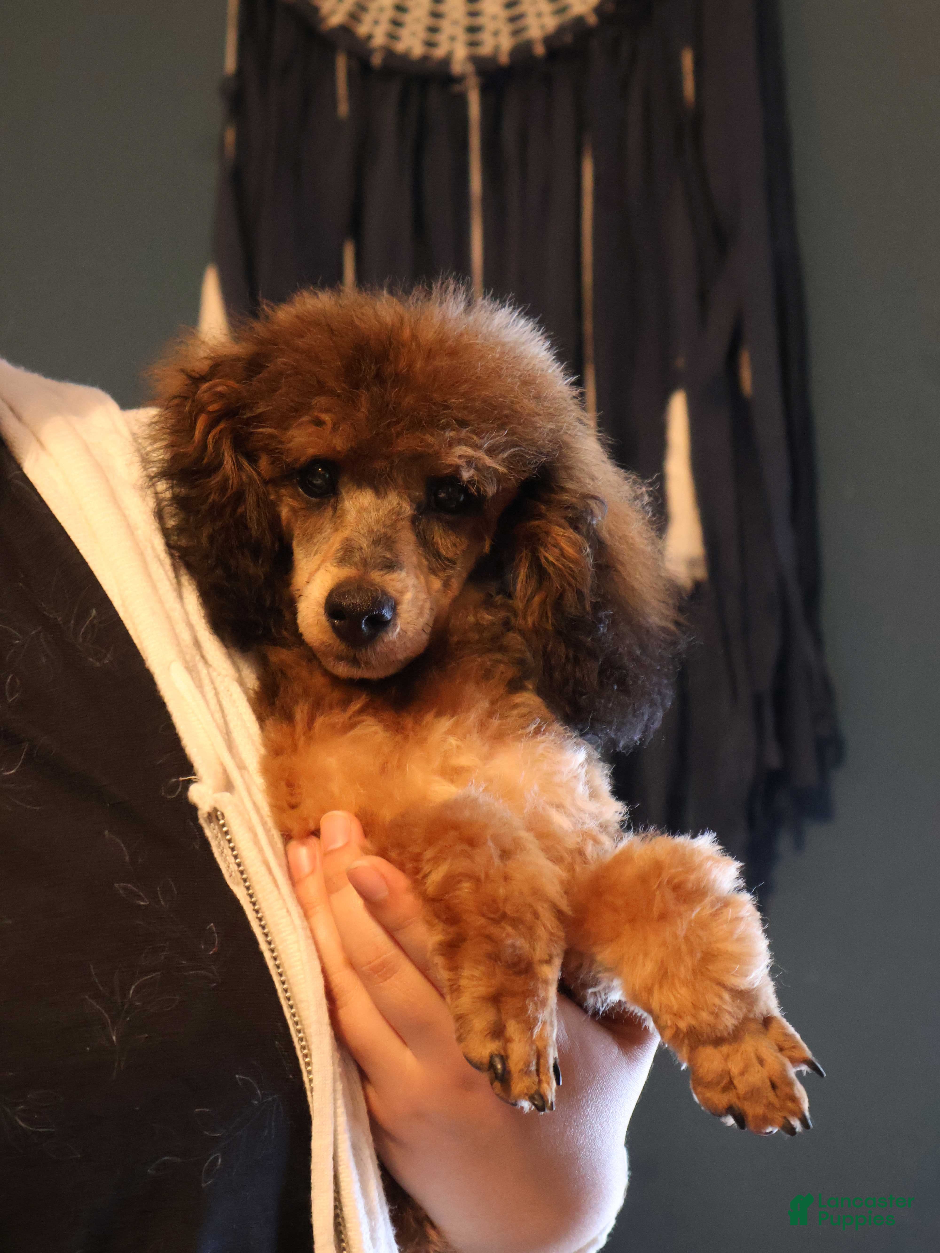 Toy Poodle dogs Theodore - Ad 5