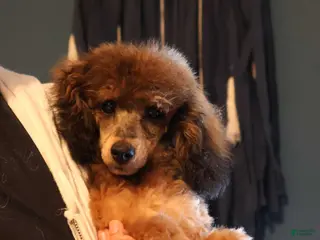 Toy Poodle dogs for sale: Theodore - Ad 2