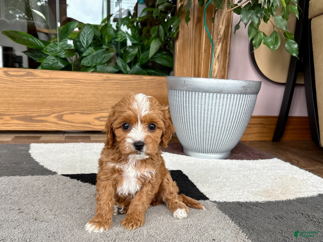 Cavapoo dogs for sale: Cavapoo female pup 2 - Ad 8