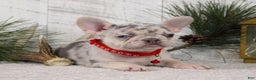 French Bulldog dogs for sale: Arnold (Mild Cleft Lip) - Ad 4