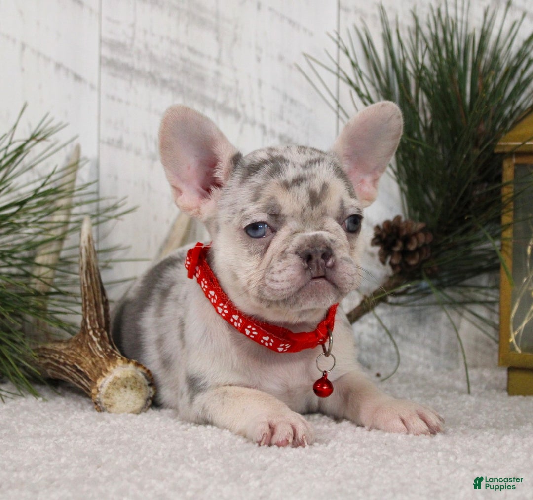 French Bulldog dogs for sale: Arnold (Mild Cleft Lip) - Ad 4