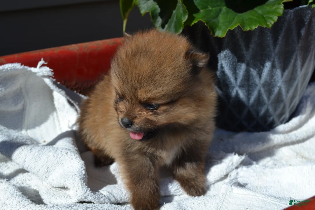 Pomeranian dogs for sale: Winx - Ad 5