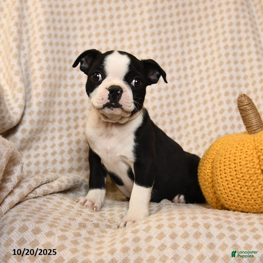 Boston Terrier dogs Clair - Ad 15