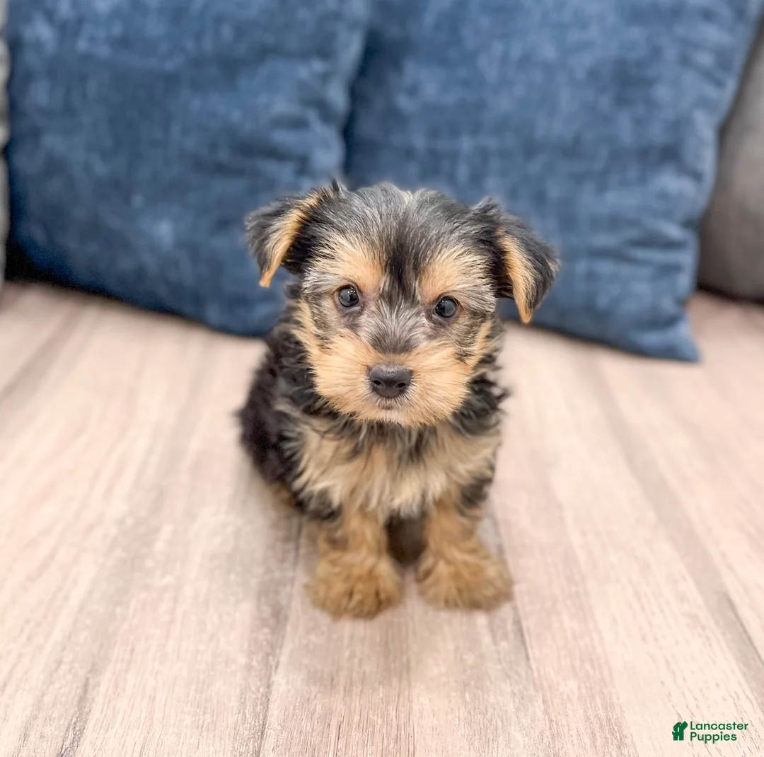 Yorkshire Terrier dogs for sale: Tyson - Ad 1