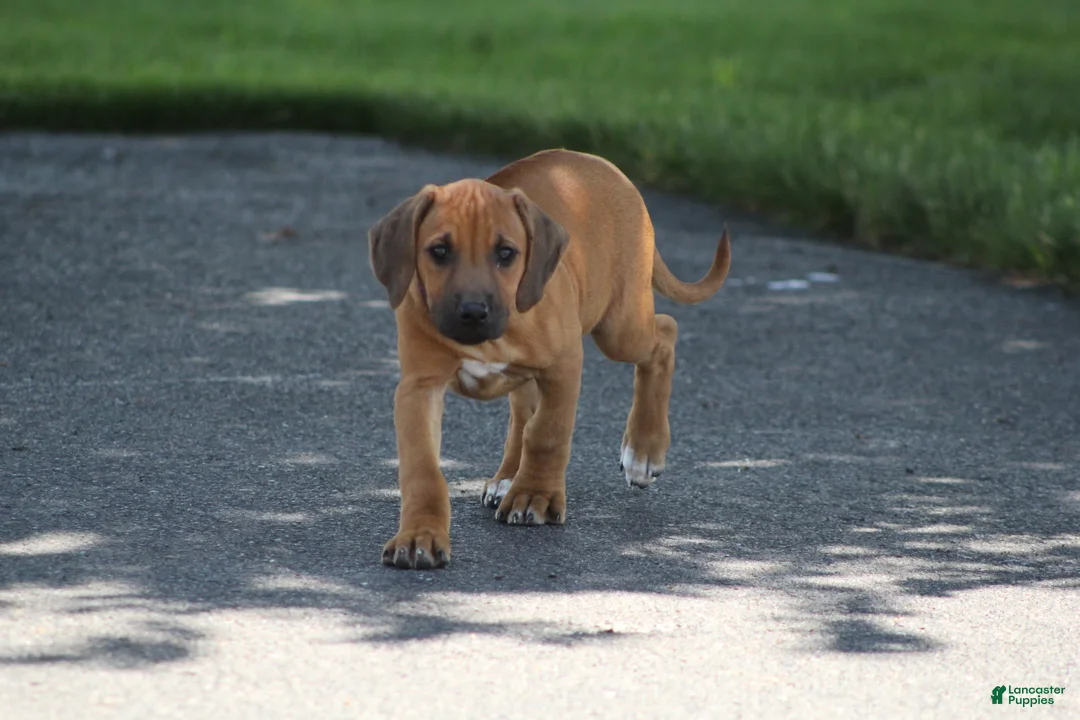 Rhodesian Ridgeback dogs for sale: Ellie - Ad 2