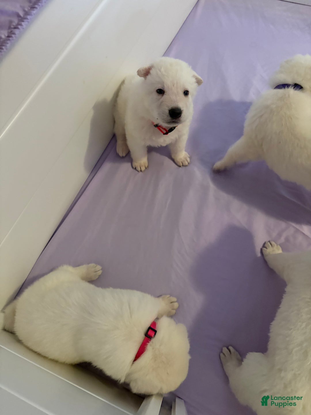 German Shepherd dogs for sale: German Shepherd Puppy 3 - Ad 1