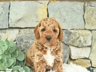 Mini Goldendoodle dogs for sale: Radar - Ad 4