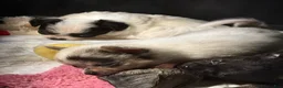 Chihuahua dogs for sale: AKC,Apple head spike,blue & white Merle  - Ad 10