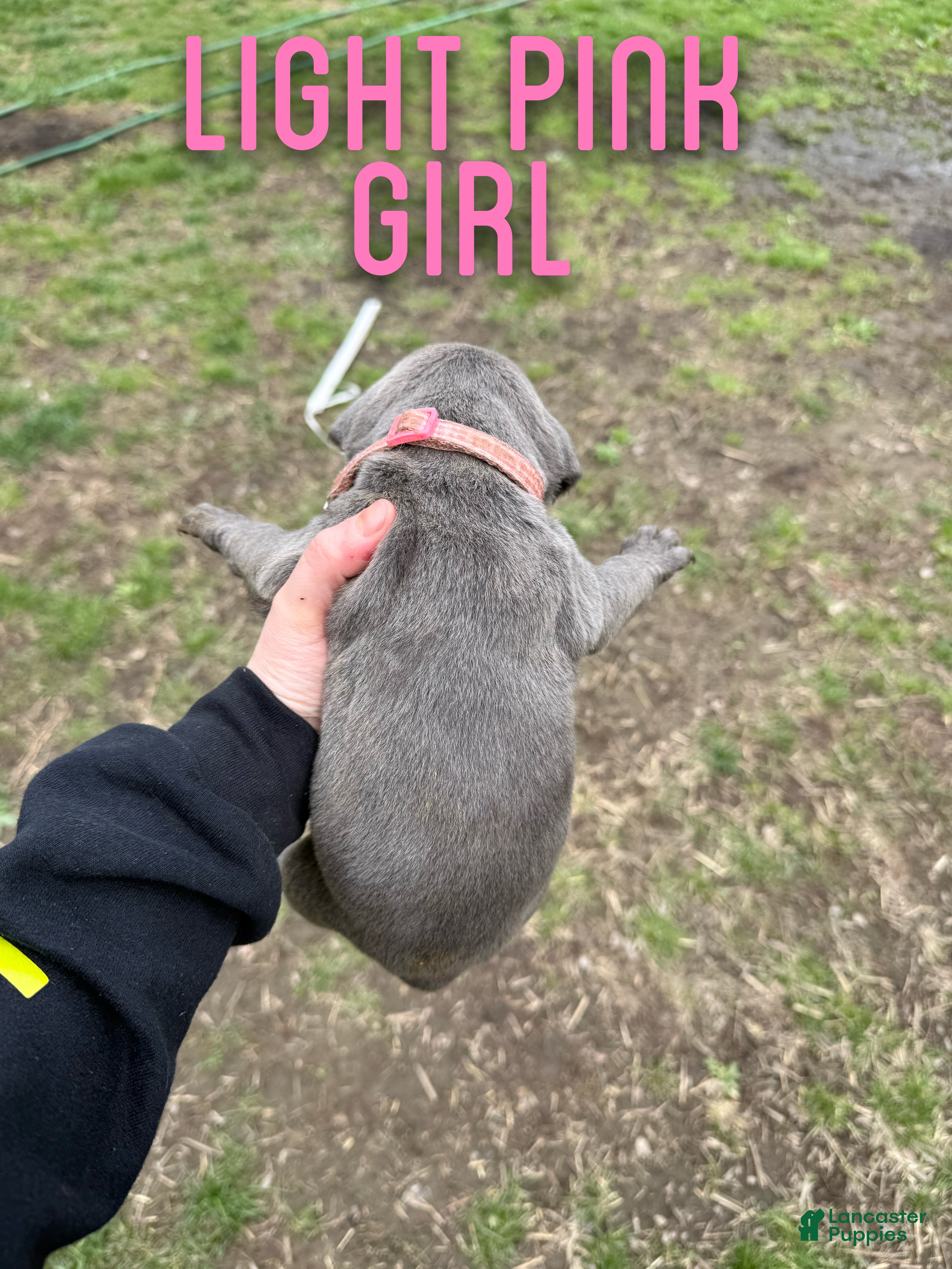 Cane Corso dogs Cane Corso Puppy 4 - Ad 33