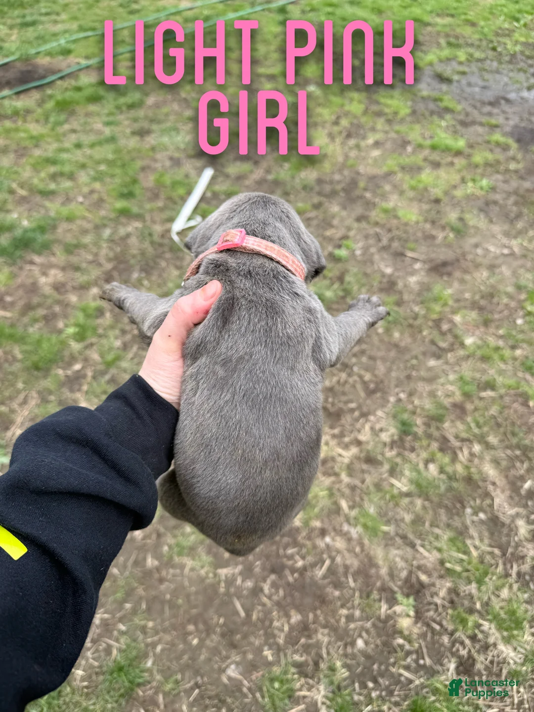 Cane Corso dogs for sale: Cane Corso Puppy 4 - Ad 1