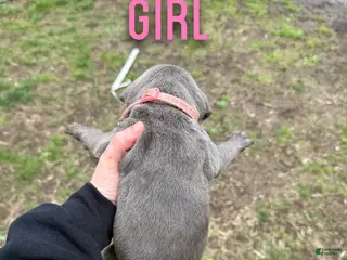 Cane Corso dogs Cane Corso Puppy 4 - Ad 33