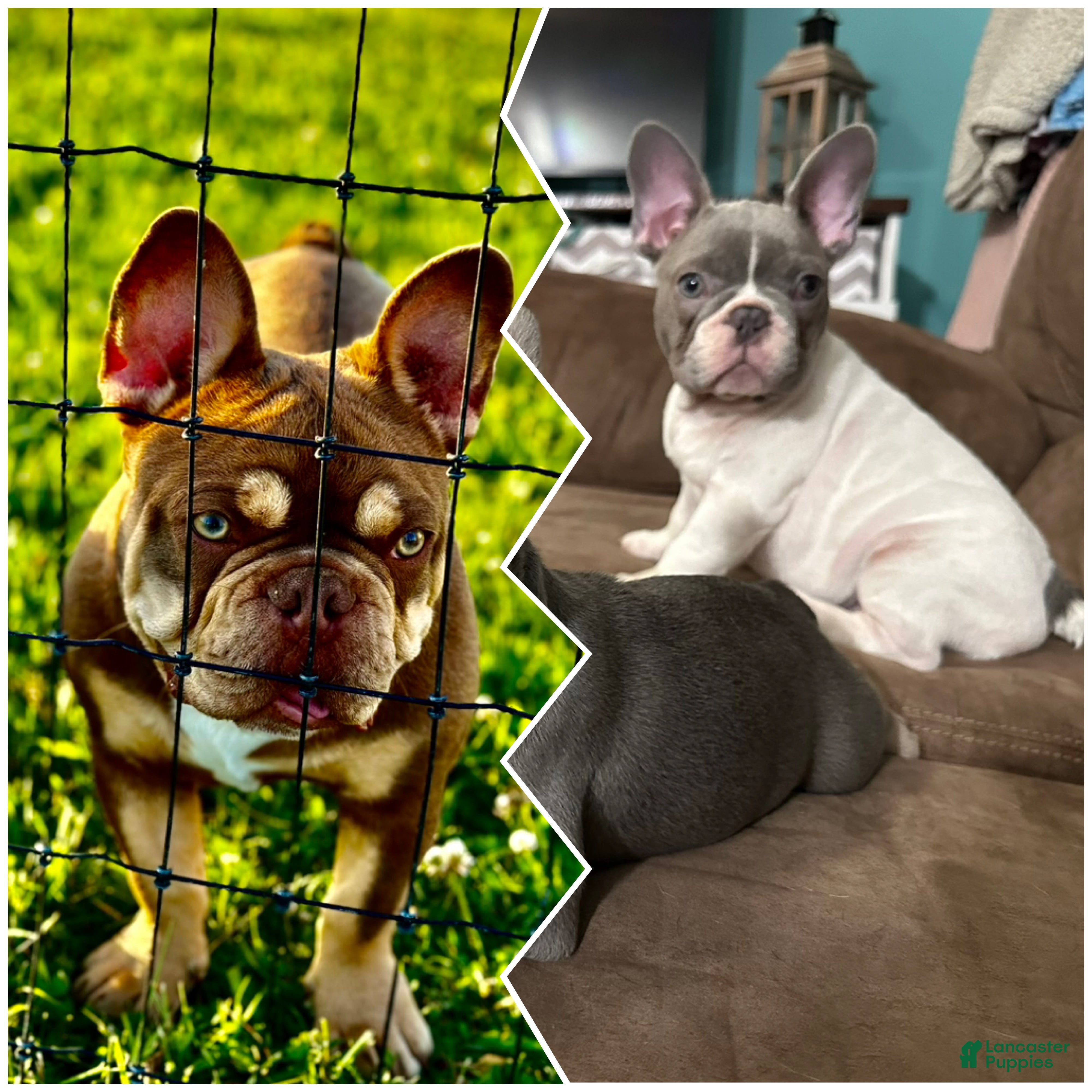 French Bulldog dogs Carmen - Ad 2