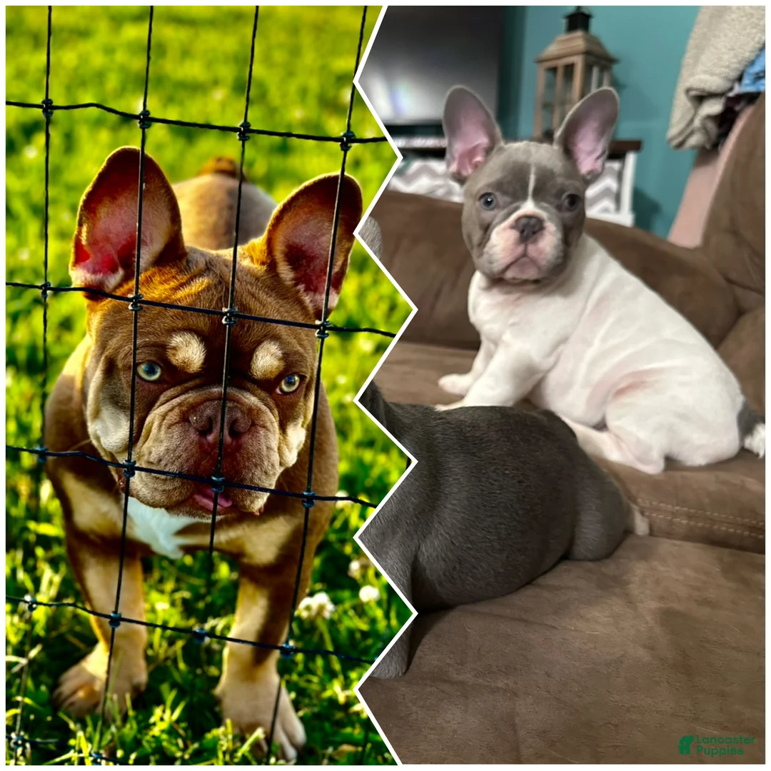 French Bulldog dogs for sale: Rachel - Ad 2