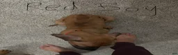 Rhodesian Ridgeback dogs for sale: Rhodesian Ridgeback 6 - Ad 4